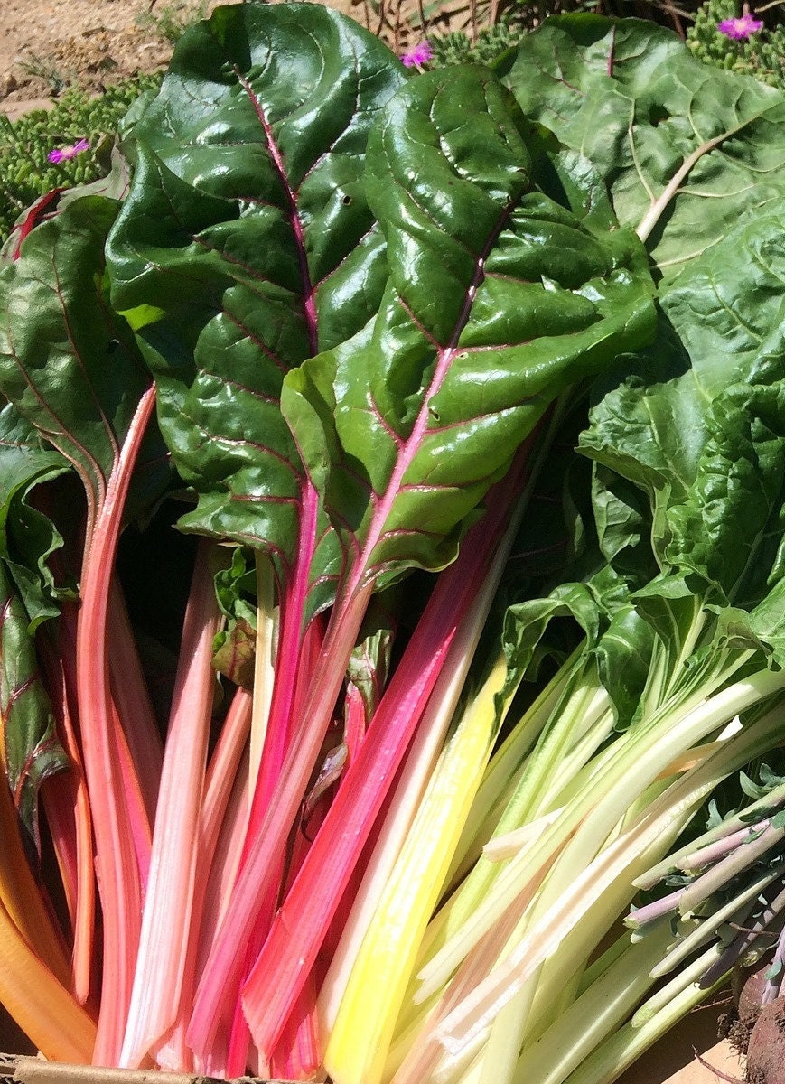 Rainbow Bright Lights Swiss Chard Heirloom Seeds, Beta vulgaris subsp. vulgaris BE9150