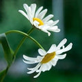 Bulk Roman Chamomile Seeds, Evergreen Organic Chamaemelum nobile, Medicinal Herbs and Flowers CN401C