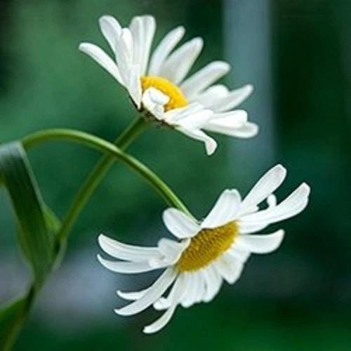 Bulk Roman Chamomile Seeds, Evergreen Organic Chamaemelum nobile, Medicinal Herbs and Flowers CN401C