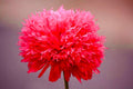 Scarlet Fringe Poppy Seeds, Papaver, Poppies PS313CR