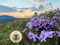 Evening Scented Stock Seeds, 3000 Seeds, Matthiola Bicornis MA153M
