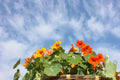 Edible Flowers, Jewel Mix Nasturtiums, Red, Orange and Yellow, Tropaeolum majus TR0150