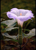 Sacred Fragrant Moon Flower, Datura Wrightii DA0310