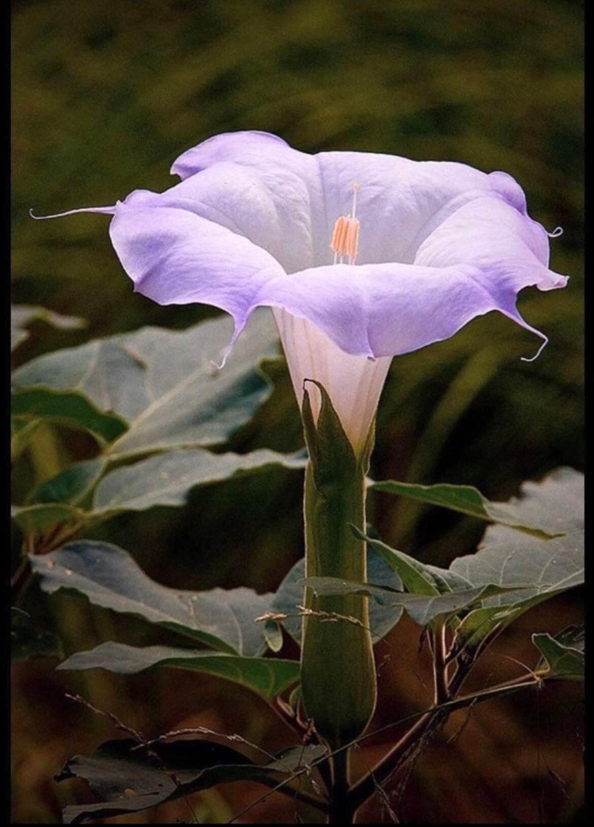 Sacred Fragrant Moon Flower, Datura Wrightii DA0310