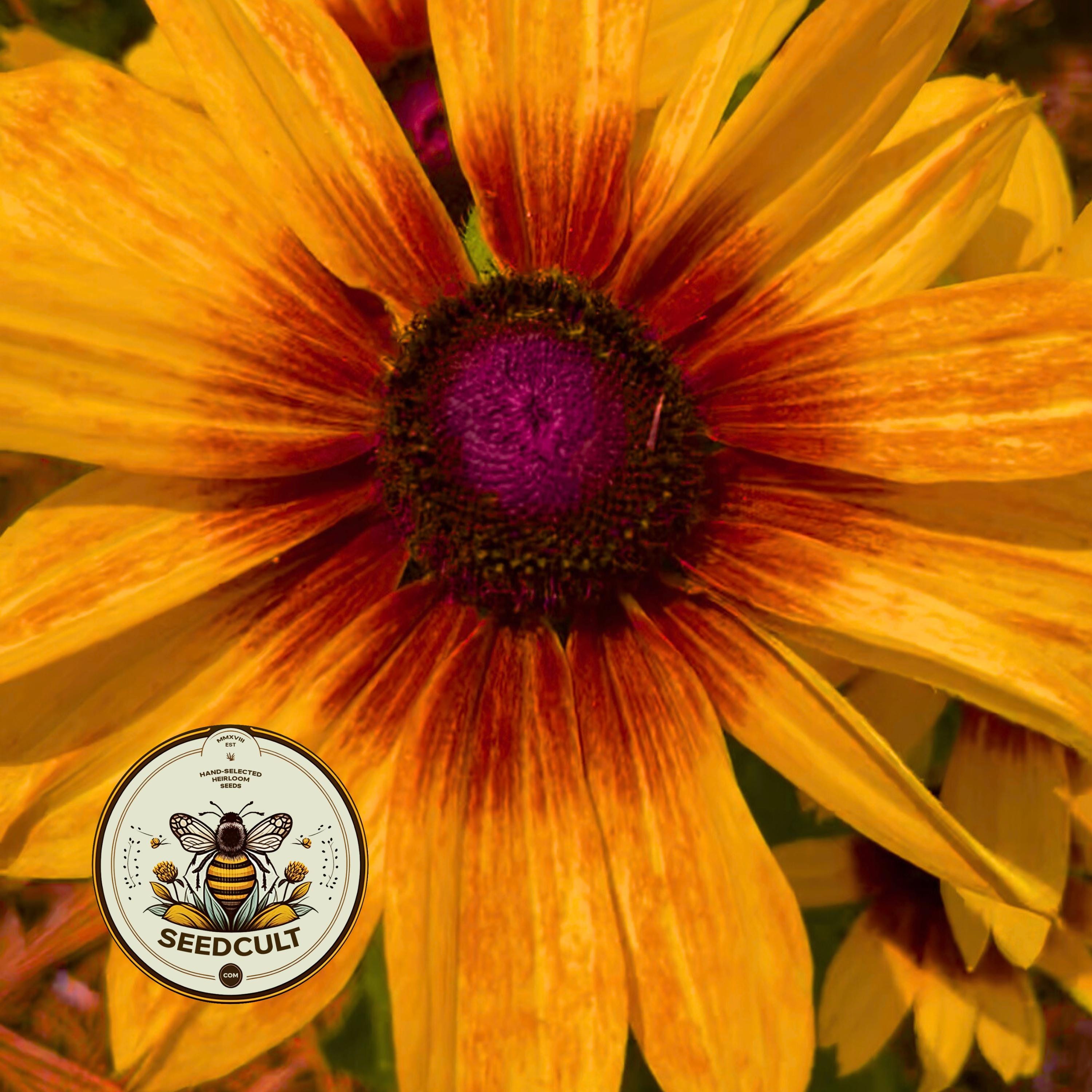 NEW! Gloriosa Daisy Seeds, Black Eyed Susan Seeds, Rudbeckia Hirta, RU111C
