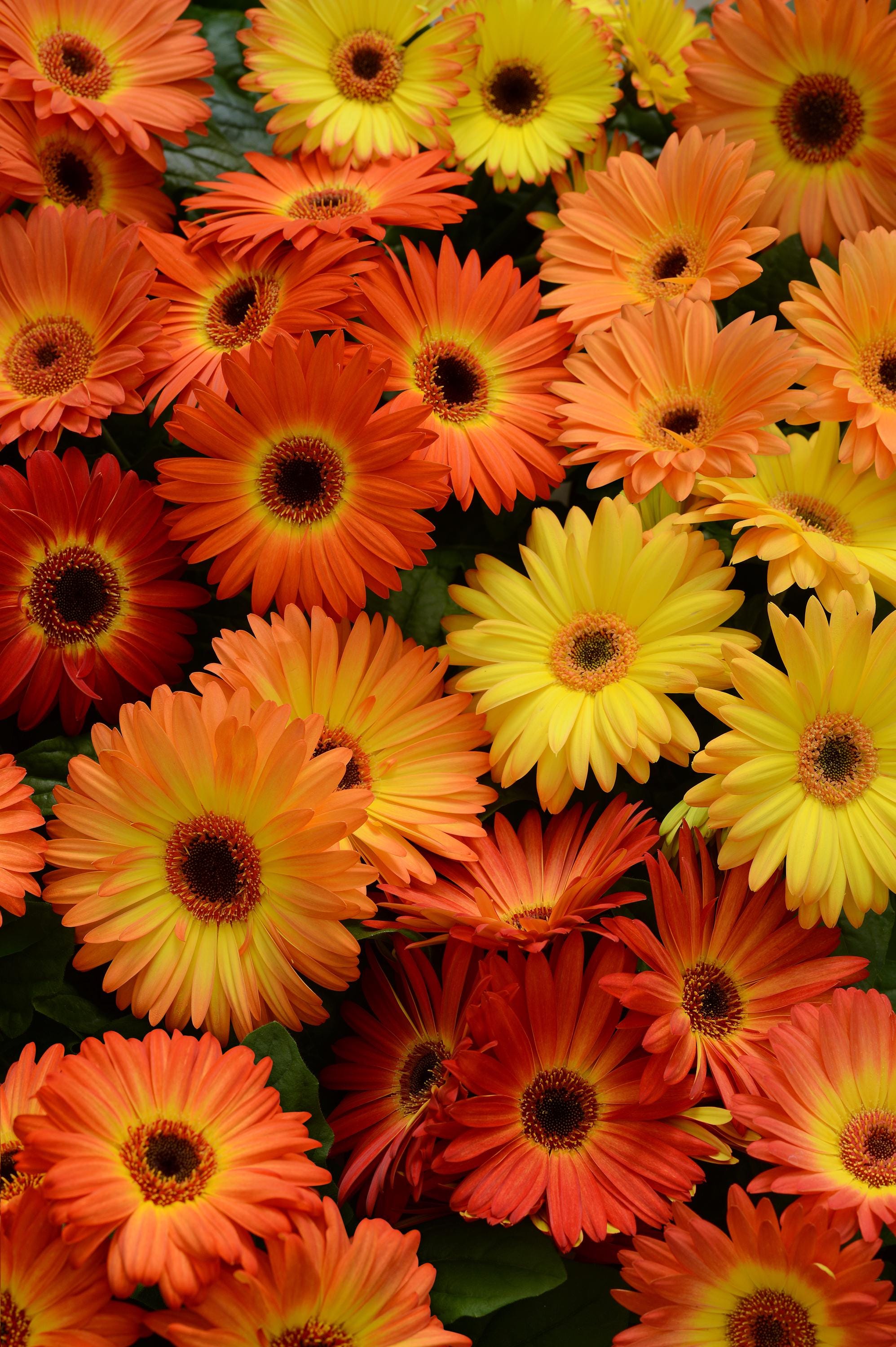 5 Yellow Orange BiColor Revolution Gerbera Daisy Seeds, Revolution, Gerbera Jamesonii GE0905