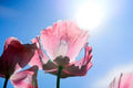 Giant Pink and White Poppy, Giganteum Flower Seeds PS181CR