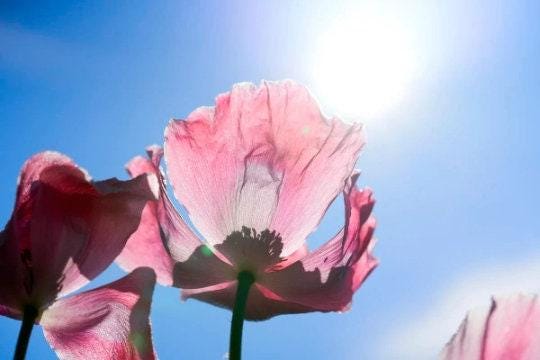 Giant Pink and White Poppy, Giganteum Flower Seeds PS181CR
