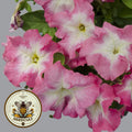 Pink Morn Petunia Seeds, Limbo Series, Pelleted for easier sowing and germination, Petunia Hybrida PE7425P