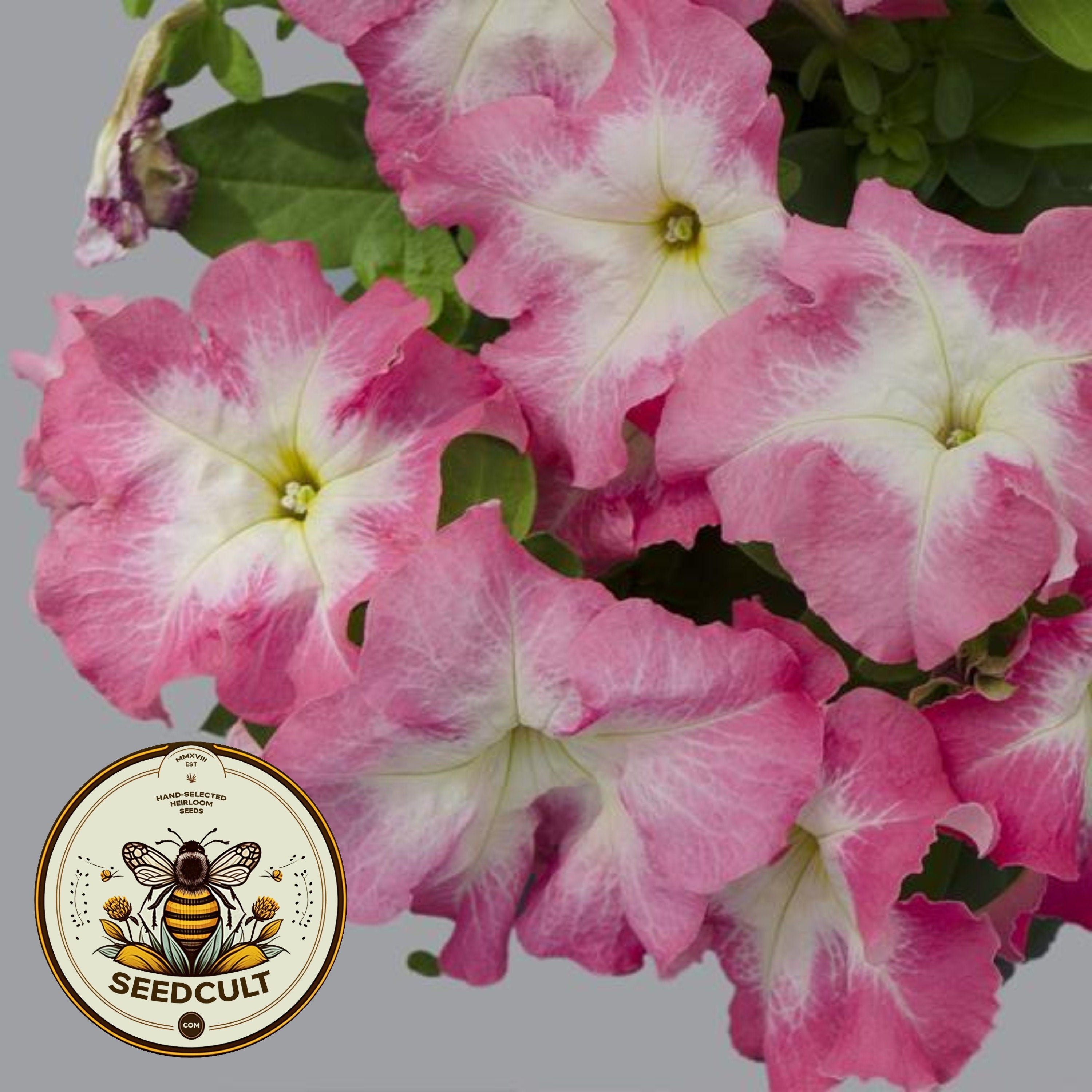Pink Morn Petunia Seeds, Limbo Series, Pelleted for easier sowing and germination, Petunia Hybrida PE7425P
