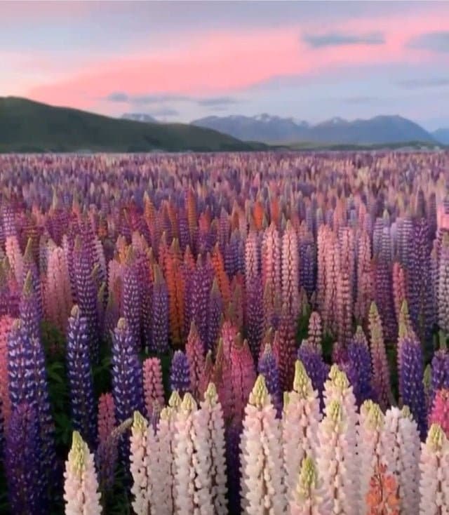 Rainbow Lupine 9 Color Mix Seeds, Lupinus polyphyllus LP0150