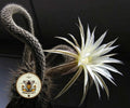 FLOWER OF PRAYER HOUSE PLANT CACTUS