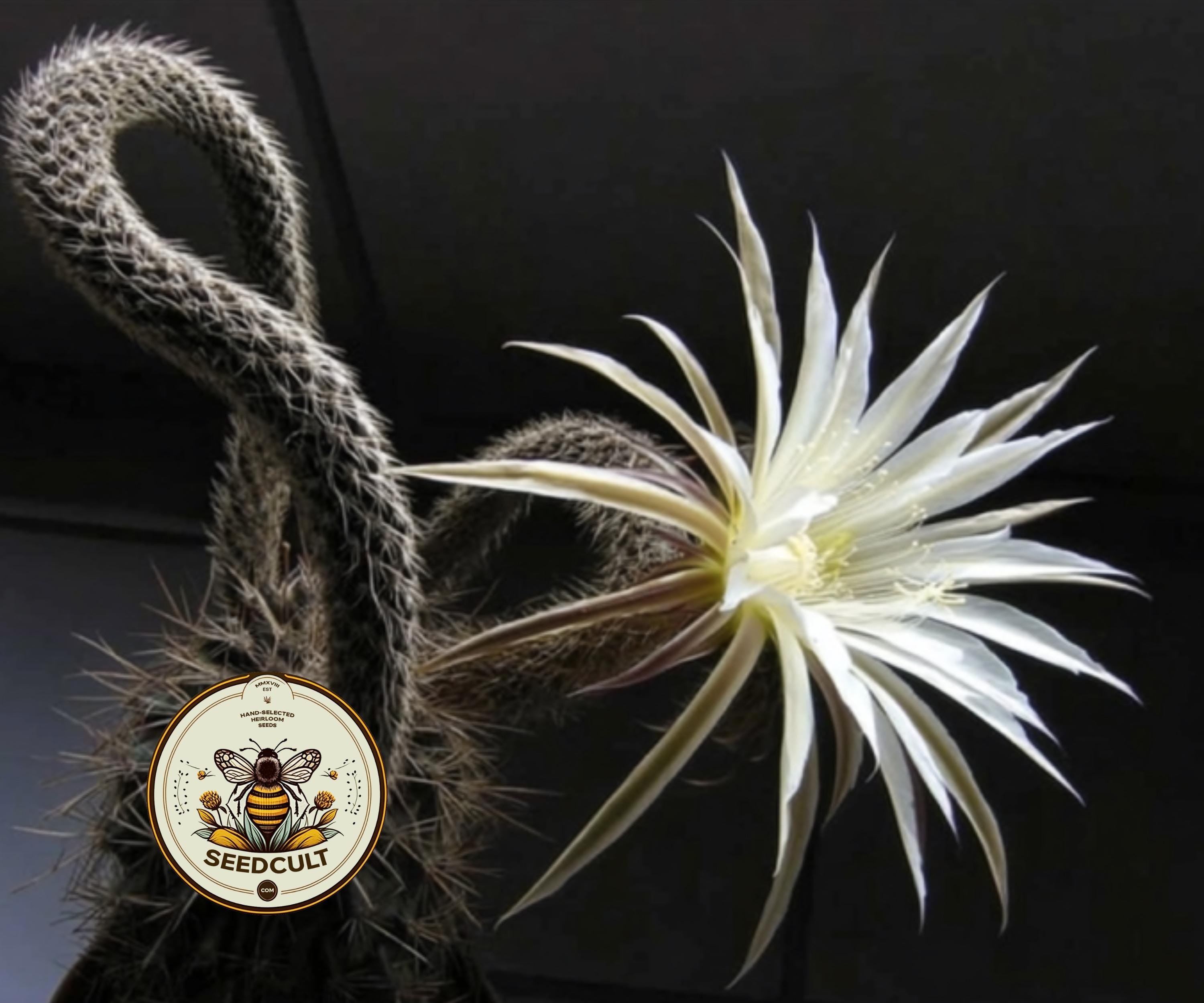 FLOWER OF PRAYER HOUSE PLANT CACTUS