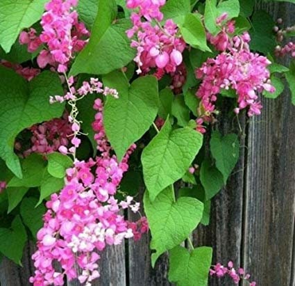 Coral Vine Seeds, Pink Flowering Vine, Antigonon leptopus AN4010