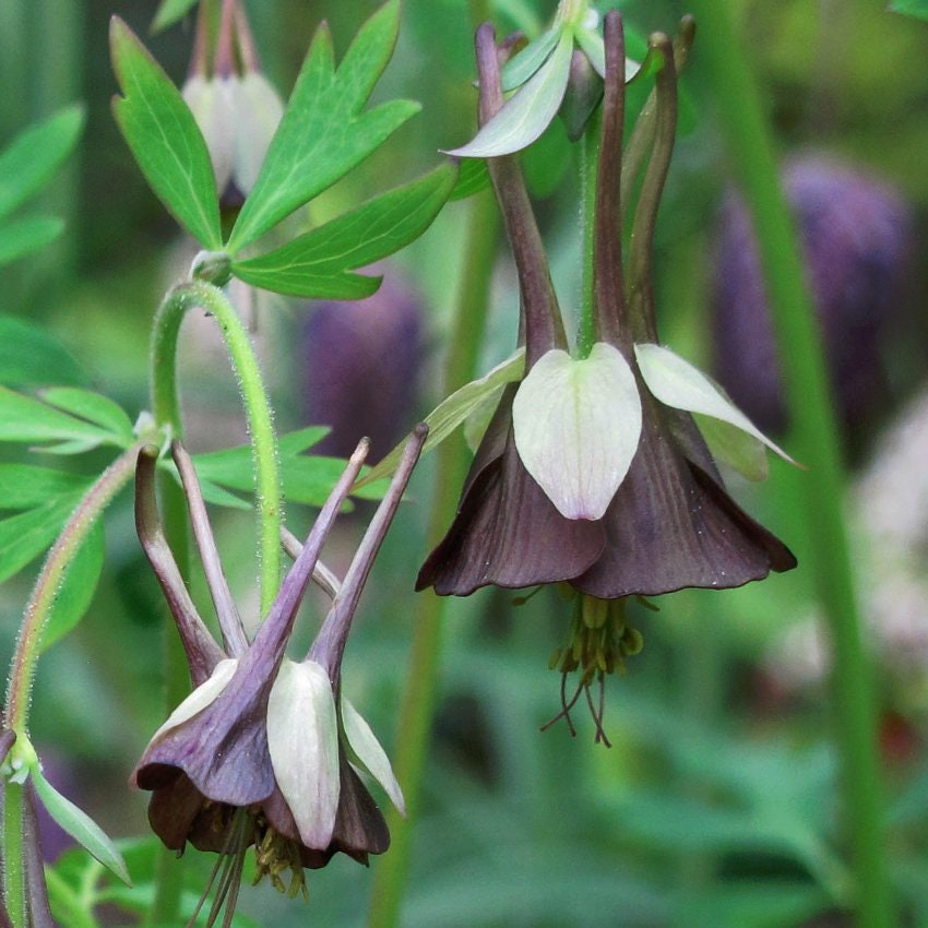 10 Black Chocolate Soldier Gothic Columbine Seeds, Black Flowering Shade Perennial, Aquilegia viridiflora AQ0310