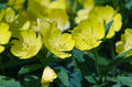 Ozark Sundrops, Missouri Evening Primrose Seeds, Moonlight garden, Showy Oenothera Missouriensis, Missouri native OE031C