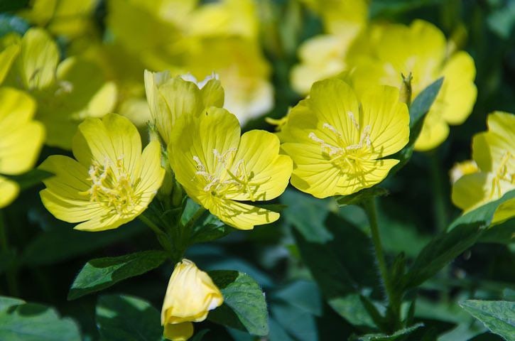 Ozark Sundrops, Missouri Evening Primrose Seeds, Moonlight garden, Showy Oenothera Missouriensis, Missouri native OE031C