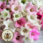 50 Marshmallow Nicotiana Seeds, PELLETED for easy sowing, Jasmine Tobacco Seeds, Nicotiana Mutabilis, NI2250P