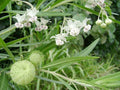 HAIRY BALLS MILKWEED