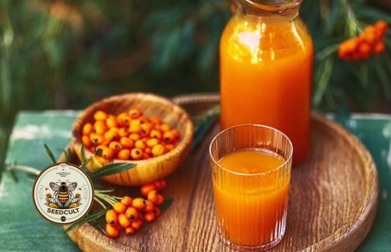 SEA BUCKTHORN