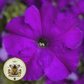 Tritunia Violet Petunia Seeds, Pelleted for easier sowing and germination, Petunia Hybrida PE7025P