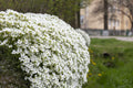1000 White Rockcress Seeds, Carpet Aubrieta, Arabis Alpina, Arabis Caucasica AR901M