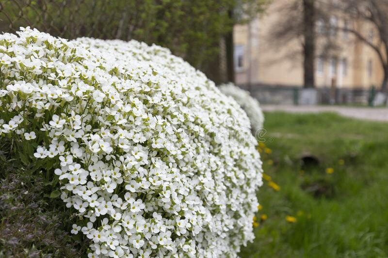 1000 White Rockcress Seeds, Carpet Aubrieta, Arabis Alpina, Arabis Caucasica AR901M