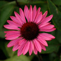 Ruby Star Echinacea Seeds, Coneflower, Medicinal Plants, Flowers, Herbs EC0520