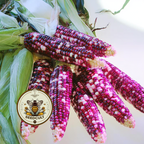 Ultra Violet Corn Seeds, Sweet Corn, For Eating, Corn Flour or Decoration, ZM0925
