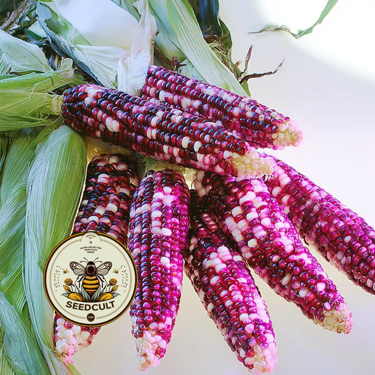 Ultra Violet Corn Seeds, Sweet Corn, For Eating, Corn Flour or Decoration, ZM0925