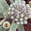 INDIAN MILKWEED