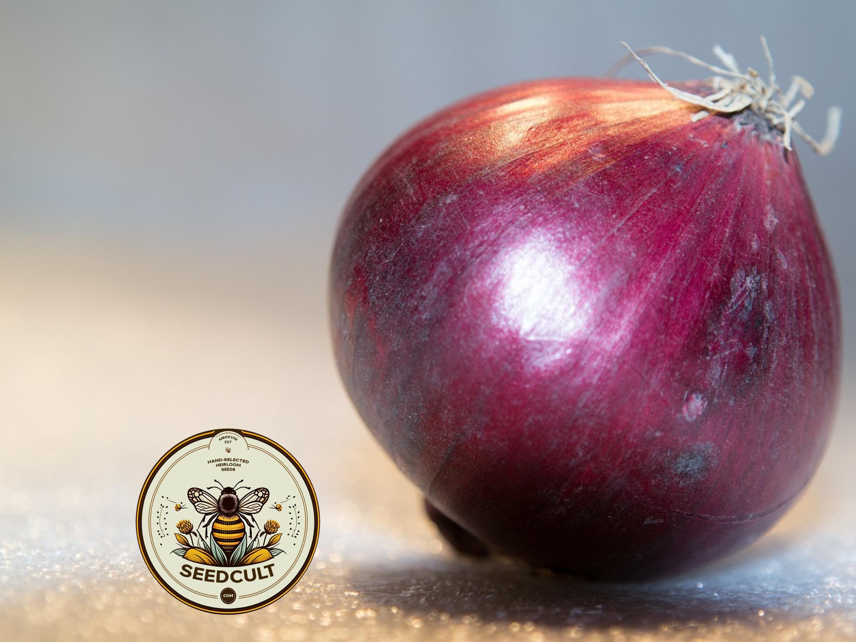 Ruby Red Onion Seeds, Allium Cepa AL4315C
