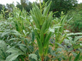 Heavy Hitter Huge Okra Seeds, Spineless, Summer Planting, Abelmoschus Esculentus AB0520