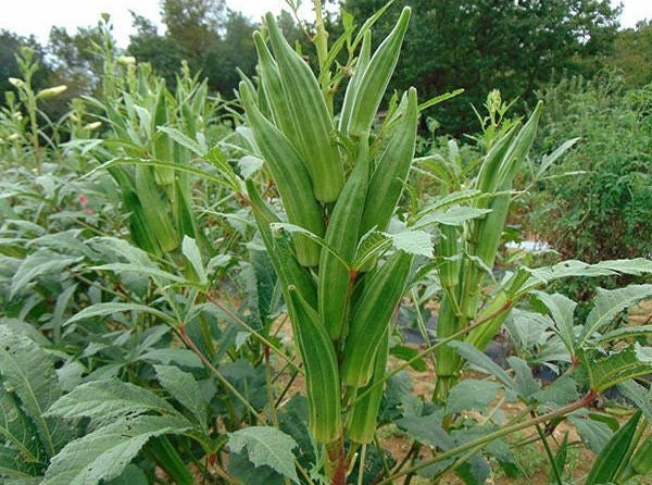 Heavy Hitter Huge Okra Seeds, Spineless, Summer Planting, Abelmoschus Esculentus AB0520