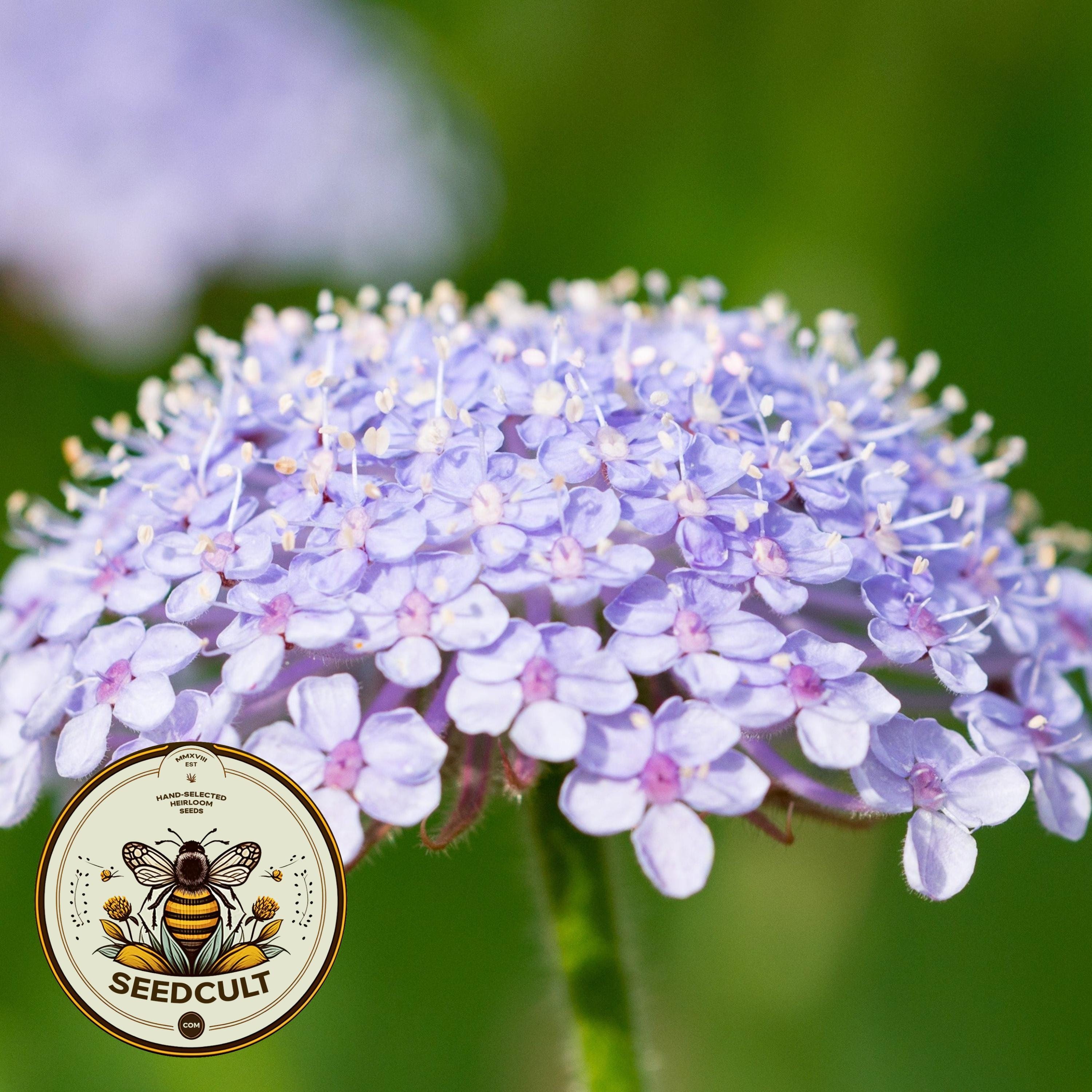 Blue Lace Flower Seeds, Didiscus Seeds, Organic Trachymene Coerulea TR4150