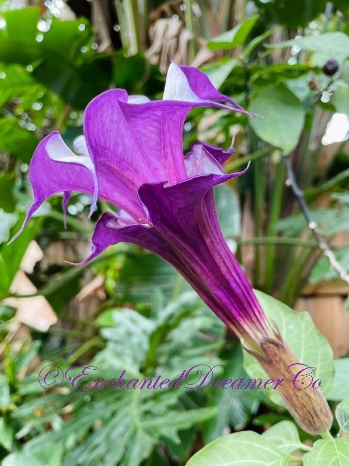 Black Currant Swirl Devil's Trumpet Flower Seeds DA0110