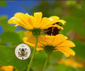 YELLOW TORCH MEXICAN SUNFLOWER