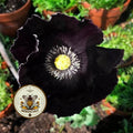 100 After Midnight Poppy Flower Seeds, PS021CR