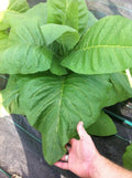 Bulk Habano 2000 Tobacco Seeds, USA Grown Seeds, NI012C