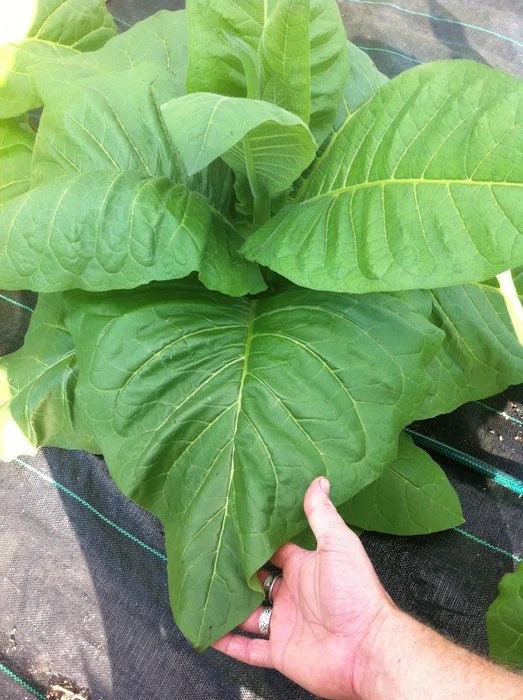 Bulk Habano 2000 Tobacco Seeds, USA Grown Seeds, NI012C