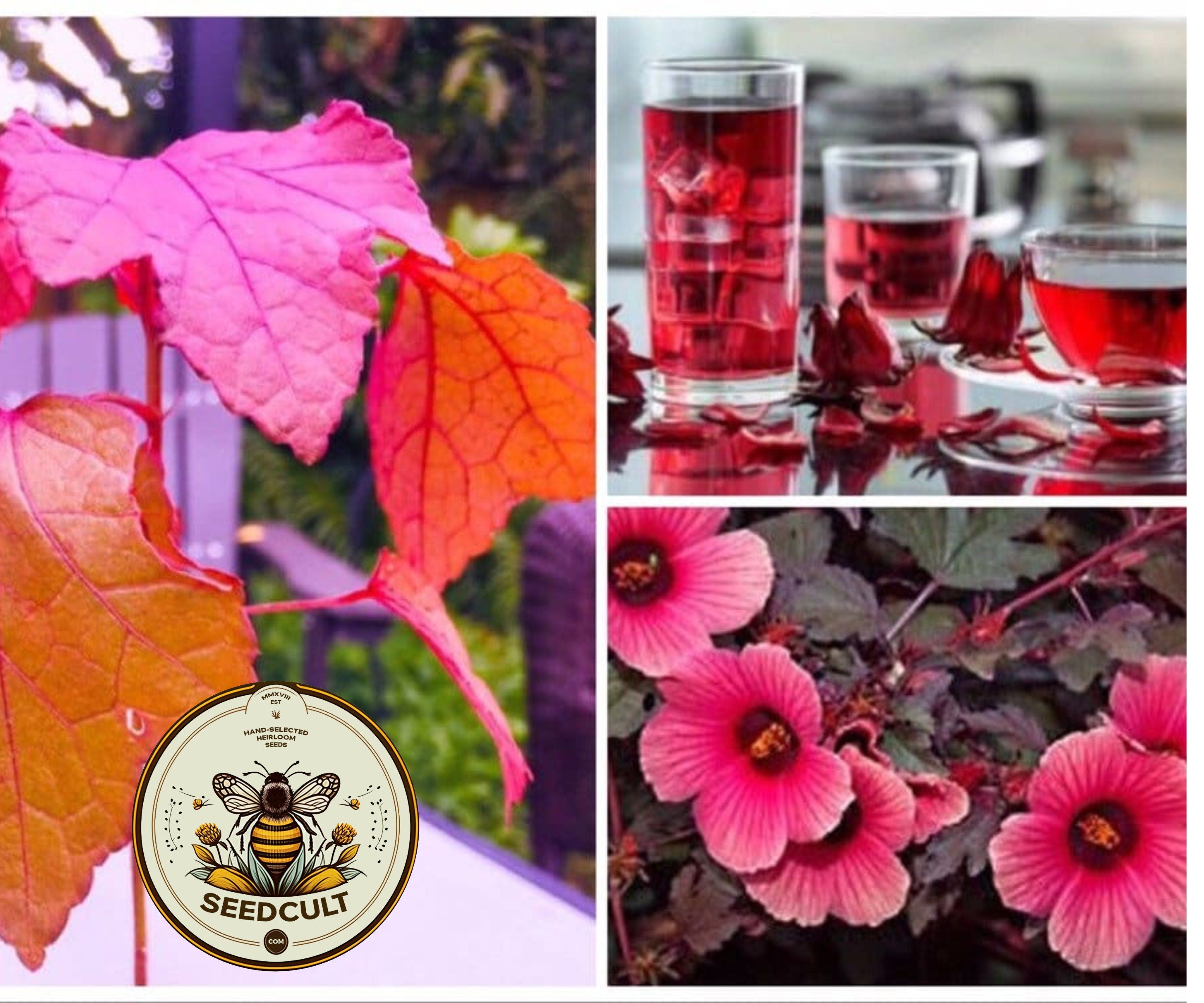 10 Cranberry Hibiscus Seeds, Edible Organic Plant Seeds, Hibiscus Acetosella, African Rosemallow, False Roselle HI0110