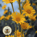 NEW! Compass Plant Seeds, Huge Native Wildflowers, Silphium Laciniatum SI5225
