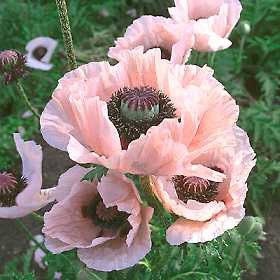 50 Coral Reef Oriental Poppy Seeds, Papaver Orientale, Soft Peach PO0250R