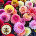 Pom Pon Dahlia Seeds, Dahlia Variablilis DH0125