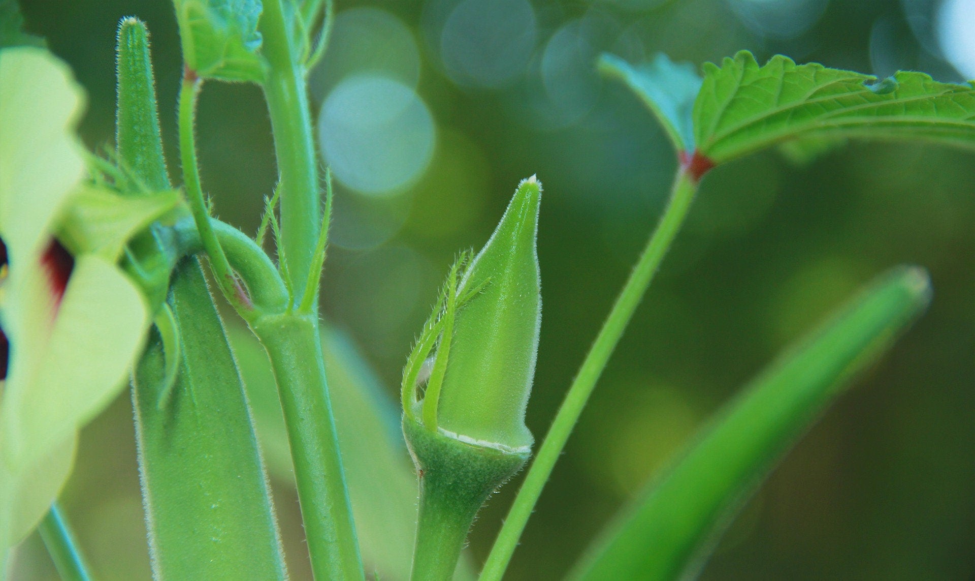50 Clemson Spineless Okra Seeds, Summer Planting, Abelmoschus Esculentus AB0150