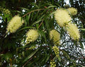 200 Yellow Weeping Bottlebrush Seeds, Callistemon Salignus CN912C