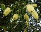 200 Yellow Weeping Bottlebrush Seeds, Callistemon Salignus CN912C