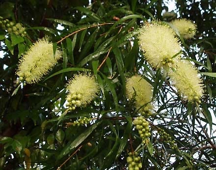 200 Yellow Weeping Bottlebrush Seeds, Callistemon Salignus CN912C