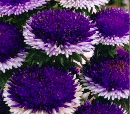 Blue Moon Aster Seeds, Aster Callistephus Chinensis CU8040