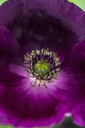 Lauren's Grape Floral Poppy Seeds, Lauren Springer Grape PS143CR